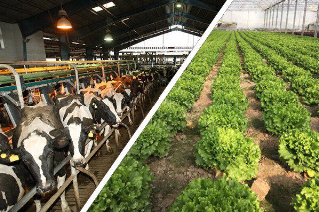 رژیم حیوانی یا گیاهی: تضاد اخلاق، سلامت و آینده سیاره 1 6bc64d44 ec93 48da 8a9c f8556fca285c