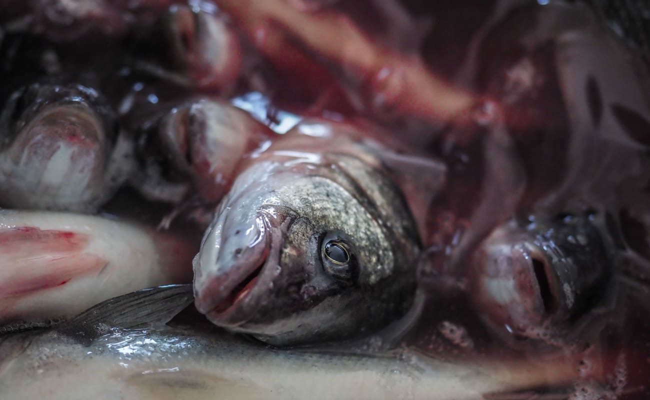 0bed7646 f426 4713 8632 1e8f9f1fae15