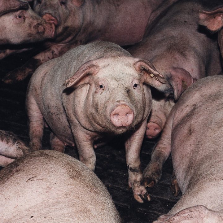 رژیم وگان: انتخابی هوشمندانه برای سلامتی 2 ba4de14d 81ff 4a5f 95f9 01ecf284fac6